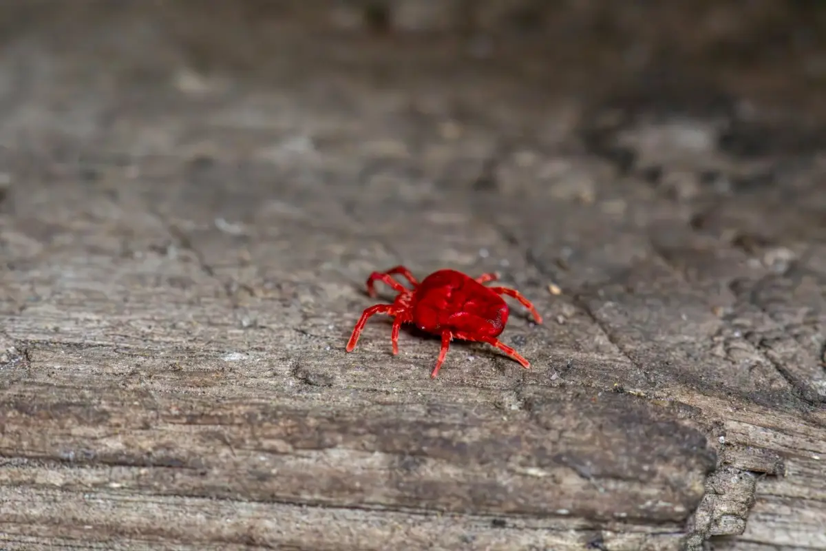 Allerta ragnetti rossi sul balcone e in casa? Ecco quando compaiono e come eliminarli