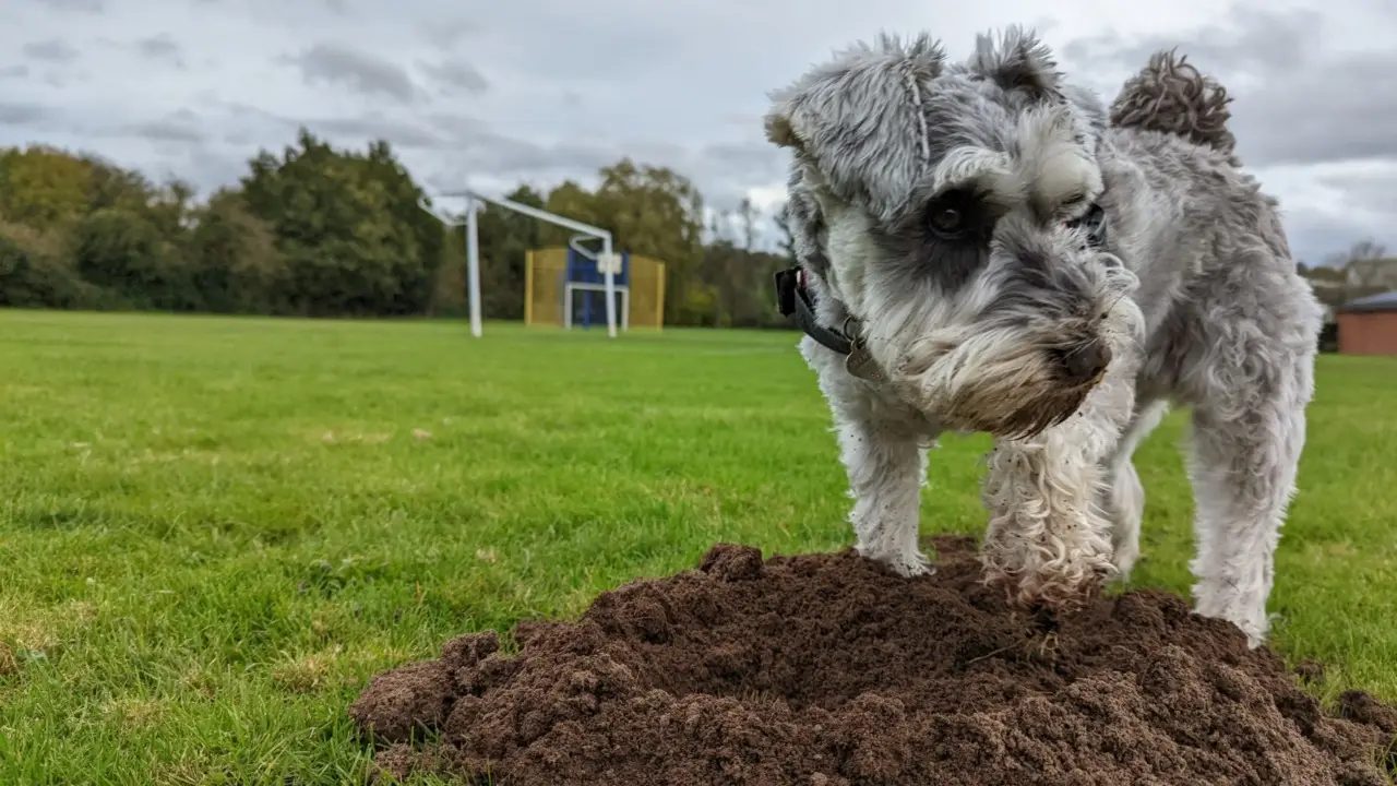 Il tuo cane fa i bisogni sul prato o sulle piante? Ecco quali resistono e non si rovinano
