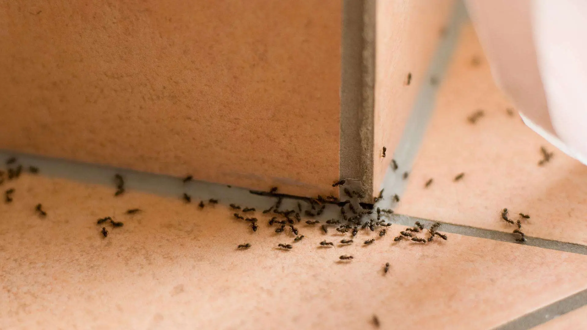 Che cos’è la disinfestazione antilarvale?